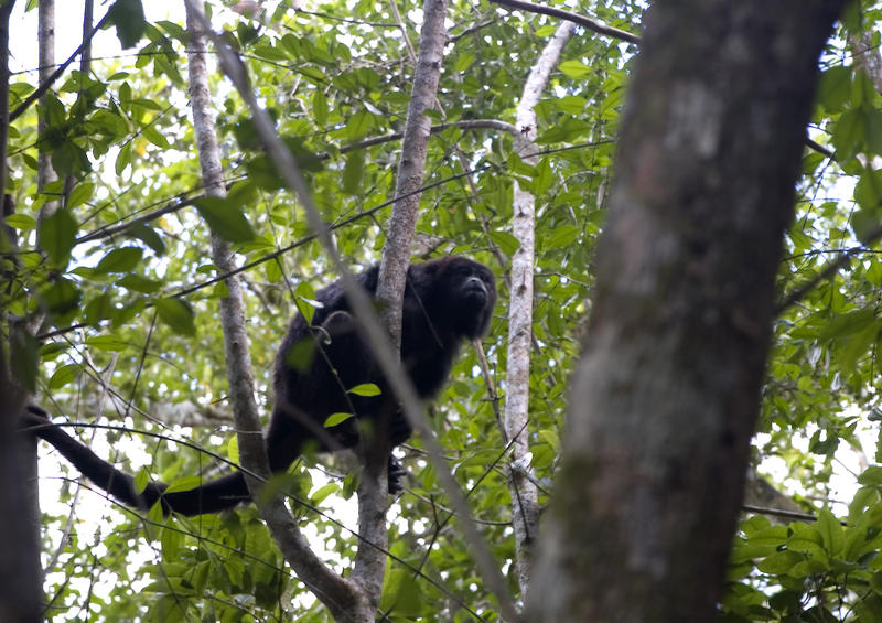 Guatemalan Howler Monkey (Alouatta pigra) climbing through the trees